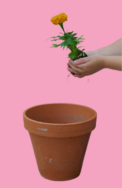 Mother’s Day Planter Workshop SATURDAY 29th March 10am