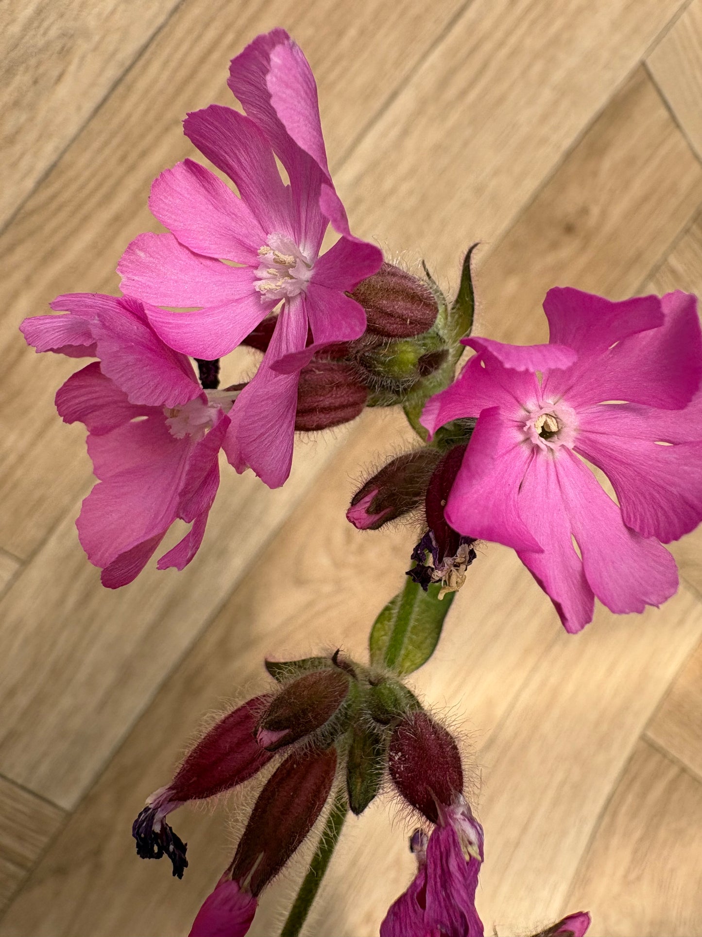 Silene Rollies Favourite