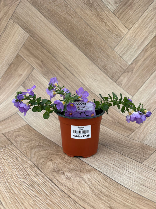 Bacopa Megacopa Blue