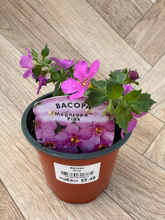 Bacopa Megacopa Pink