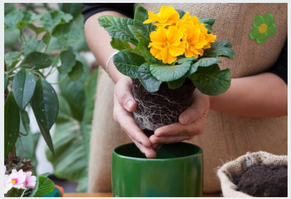 Mother’s Day Planter Workshop SATURDAY 29th March 10am