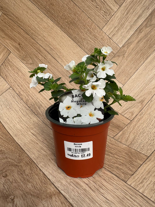 Bacopa Megacopa White