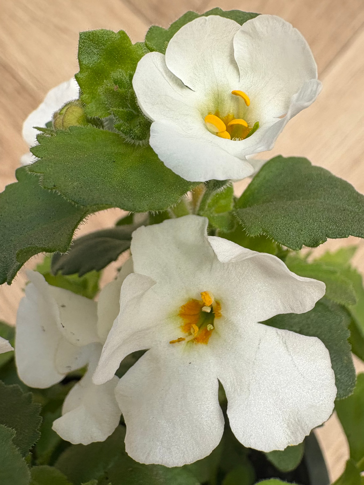 Bacopa Megacopa White