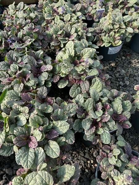 Ajuga ‘Burgundy Glow’