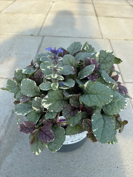 Ajuga ‘Burgundy Glow’