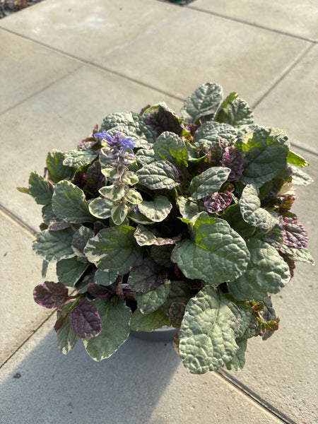 Ajuga ‘Burgundy Glow’