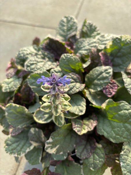 Ajuga ‘Burgundy Glow’