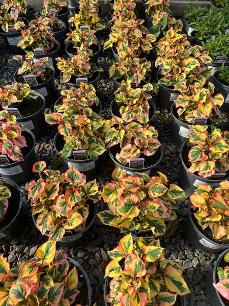 Houttuynia cordata ‘Chameleon’