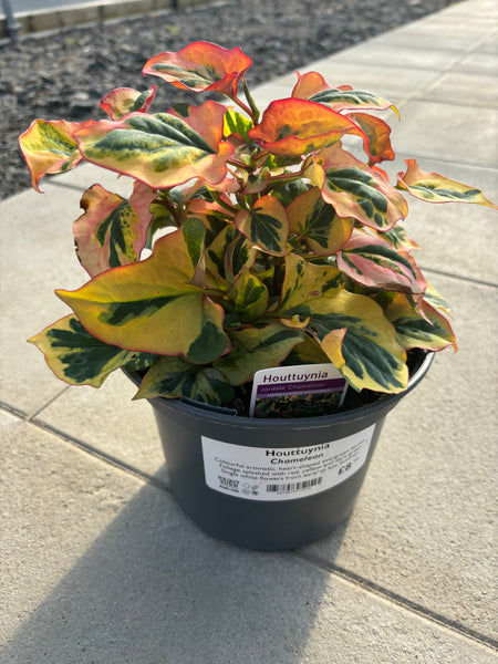 Houttuynia cordata ‘Chameleon’