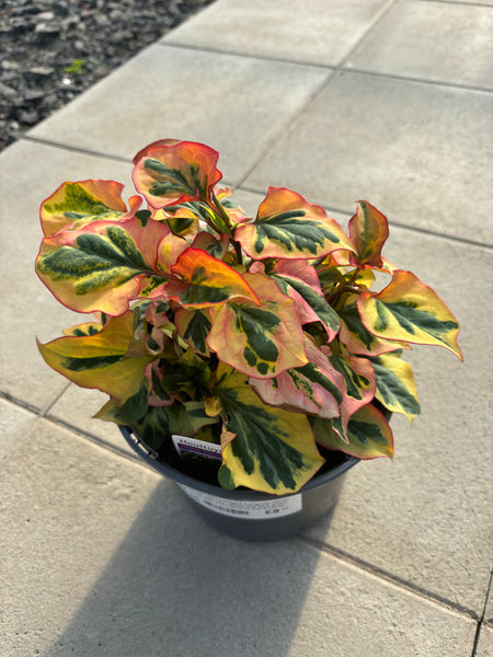 Houttuynia cordata ‘Chameleon’