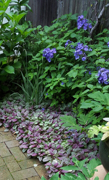 Ajuga ‘Burgundy Glow’