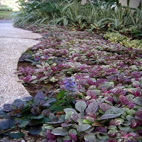Ajuga ‘Burgundy Glow’