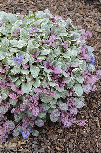 Ajuga ‘Burgundy Glow’