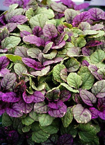 Ajuga ‘Burgundy Glow’