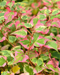 Houttuynia cordata ‘Chameleon’