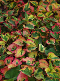 Houttuynia cordata ‘Chameleon’