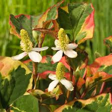Houttuynia cordata ‘Chameleon’