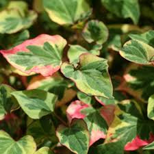 Houttuynia cordata ‘Chameleon’
