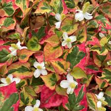 Houttuynia cordata ‘Chameleon’