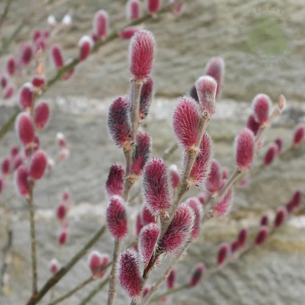 Salix Mount Aso