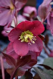 Hellebore Anna’s Red