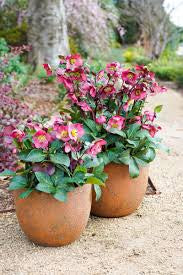 Hellebore Anna’s Red