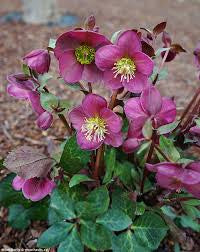Hellebore Anna’s Red