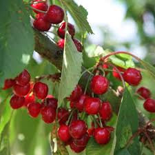 Cherry Stella