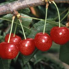 Cherry Morello