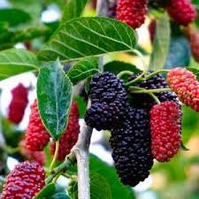 Mulberry