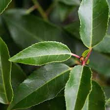 Prunus Angustifolia (Portuguese Laurel)