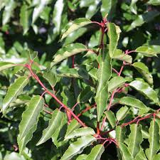 Prunus Angustifolia (Portuguese Laurel)