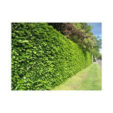 Fagus Sylvatica (Green Beech) 60-90cm