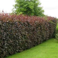 Fagus Atropunicea (Purple/Copper Beech) 40-60cm