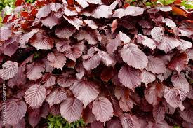 Fagus Atropunicea (Purple/Copper Beech) 40-60cm