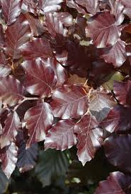 Fagus Atropunicea (Purple/Copper Beech) 40-60cm