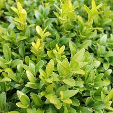Buxus (English Box)