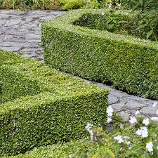 Buxus (English Box)