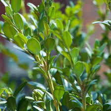 Buxus (English Box)
