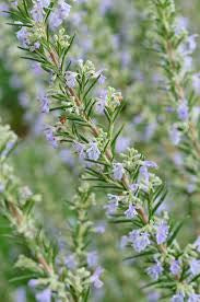 Rosemary Officianalis
