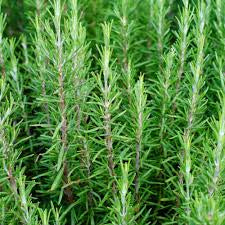 Rosemary Officianalis
