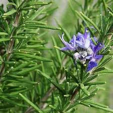 Rosemary Officianalis