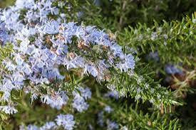 Rosemary Officinalis Prostratus