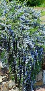 Rosemary Officinalis Prostratus