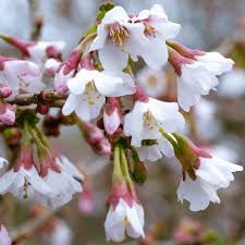 Prunus Kojo-no-mai