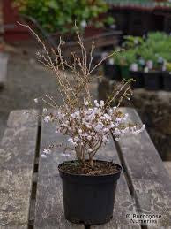 Prunus Kojo-no-mai