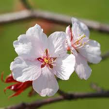 Prunus Kojo-no-mai