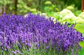 Lavender Hidcote