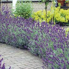 Lavender Hidcote