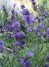 Lavender Munstead
